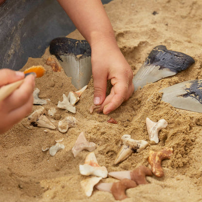 Super Shark Teeth Set - 40 pieces