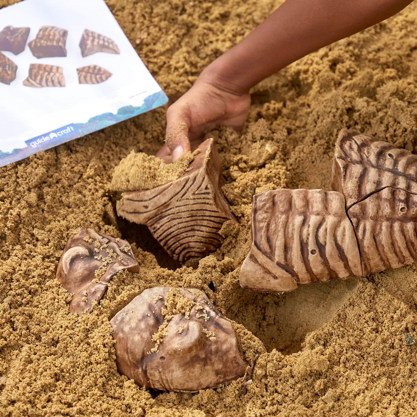 Magnetic Fossil 3D Puzzle